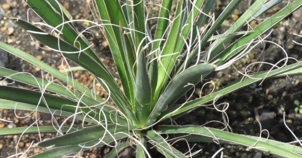 ユッカ レクルビフォリア キミガヨラン ドライガーデンに 【公式通販】