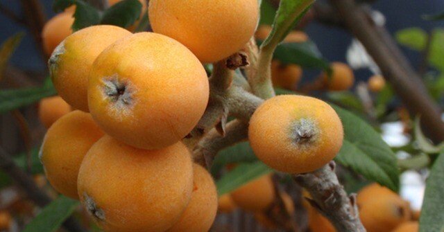 種から育てる #びわの育て方」発芽方法や植え方と初心者でも出来る栽培