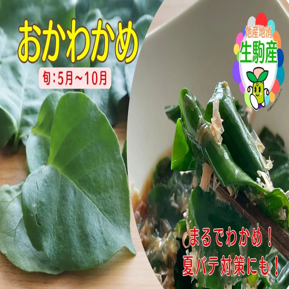 うそっ！？生駒市で美味しいワカメが採れるの？「おかわかめ
