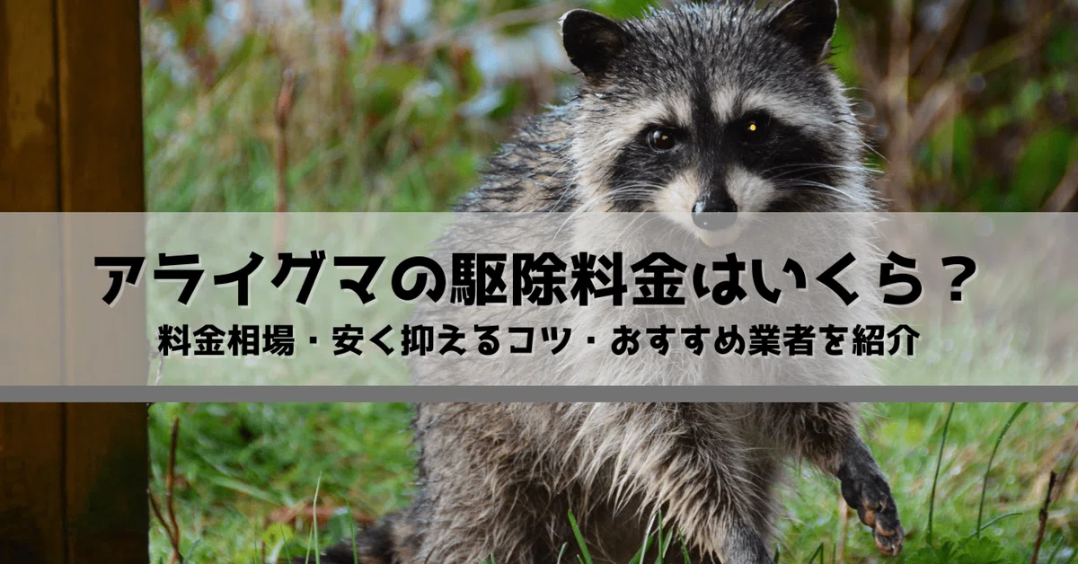 アライグマの駆除費用はいくら？料金相場やおすすめ業者を紹介【千葉県 