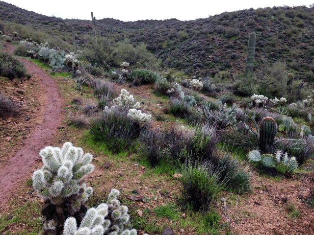雨のアリゾナ100 ウルトラ 雨対策のポイントは Nick D ロサンゼルス発ビジネスパーソンのための冒険のすすめ Note