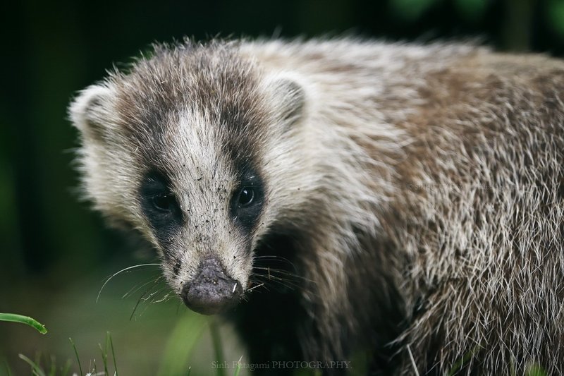 レンズ1本で始める 野生動物撮影 レンズ編 08 Sinh Note