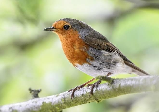 第574回 野鳥色 3 翆野 大地 Note 第574回 野鳥色 3 翆野 大地 Note
