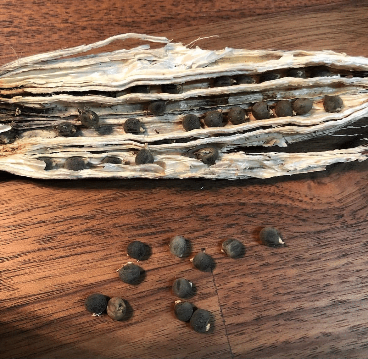 白オクラの収穫(航史記者)｜くまモン記者団