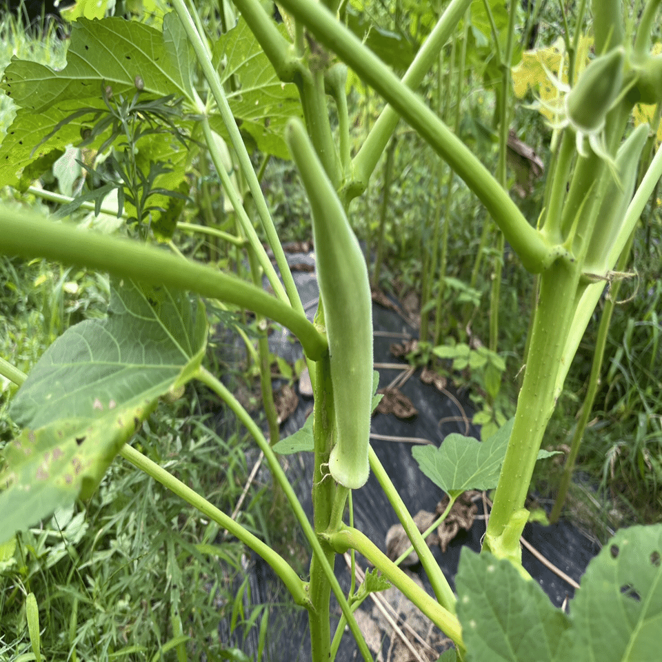 白オクラの収穫(航史記者)｜くまモン記者団