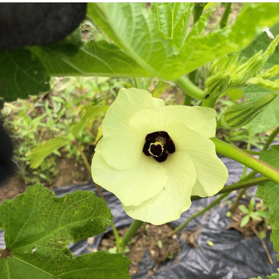 白オクラの収穫(航史記者)｜くまモン記者団