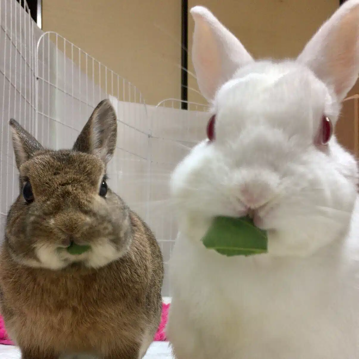ハカセ