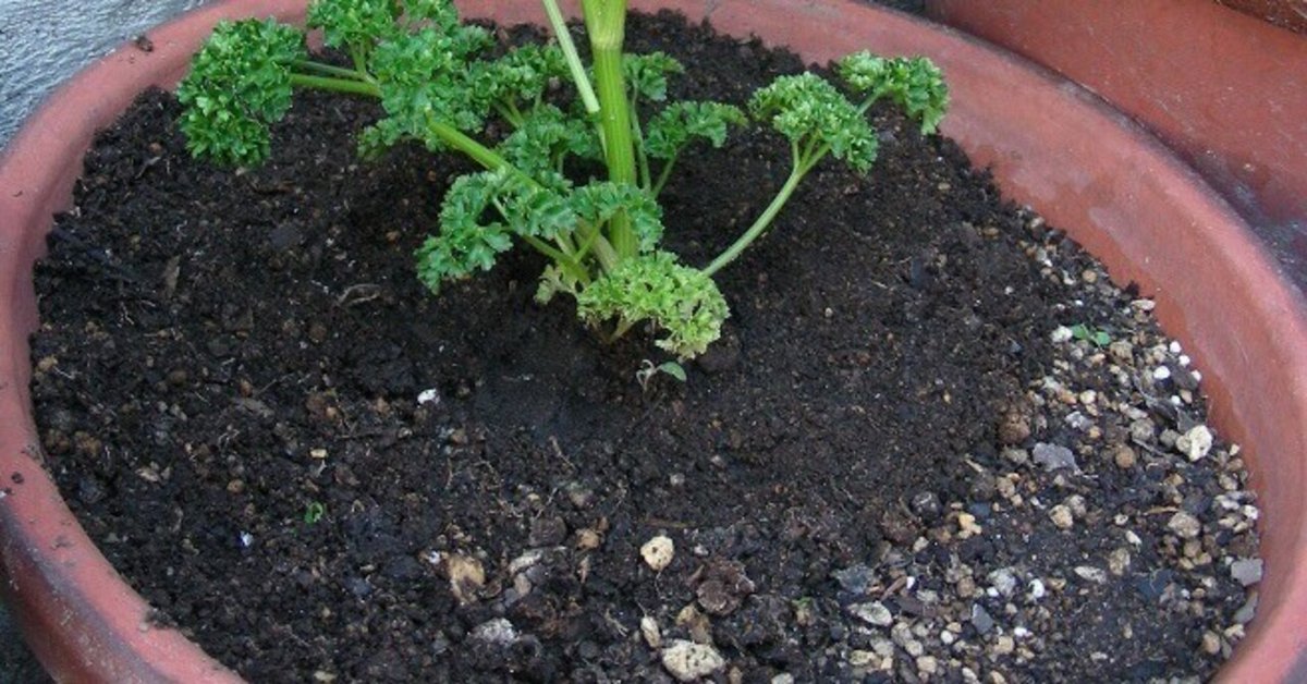 販売停止中 カラスビシャク ポット苗 販売停止中 カラスビシャク ポット苗 【公式通販】