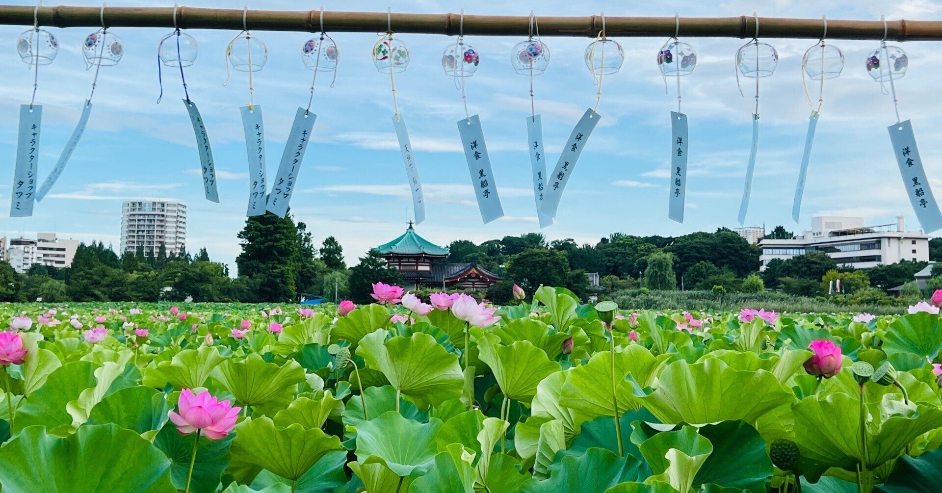 上野不忍池の蓮の花 2024|ミント 上野不忍池の蓮の花 2024|ミント