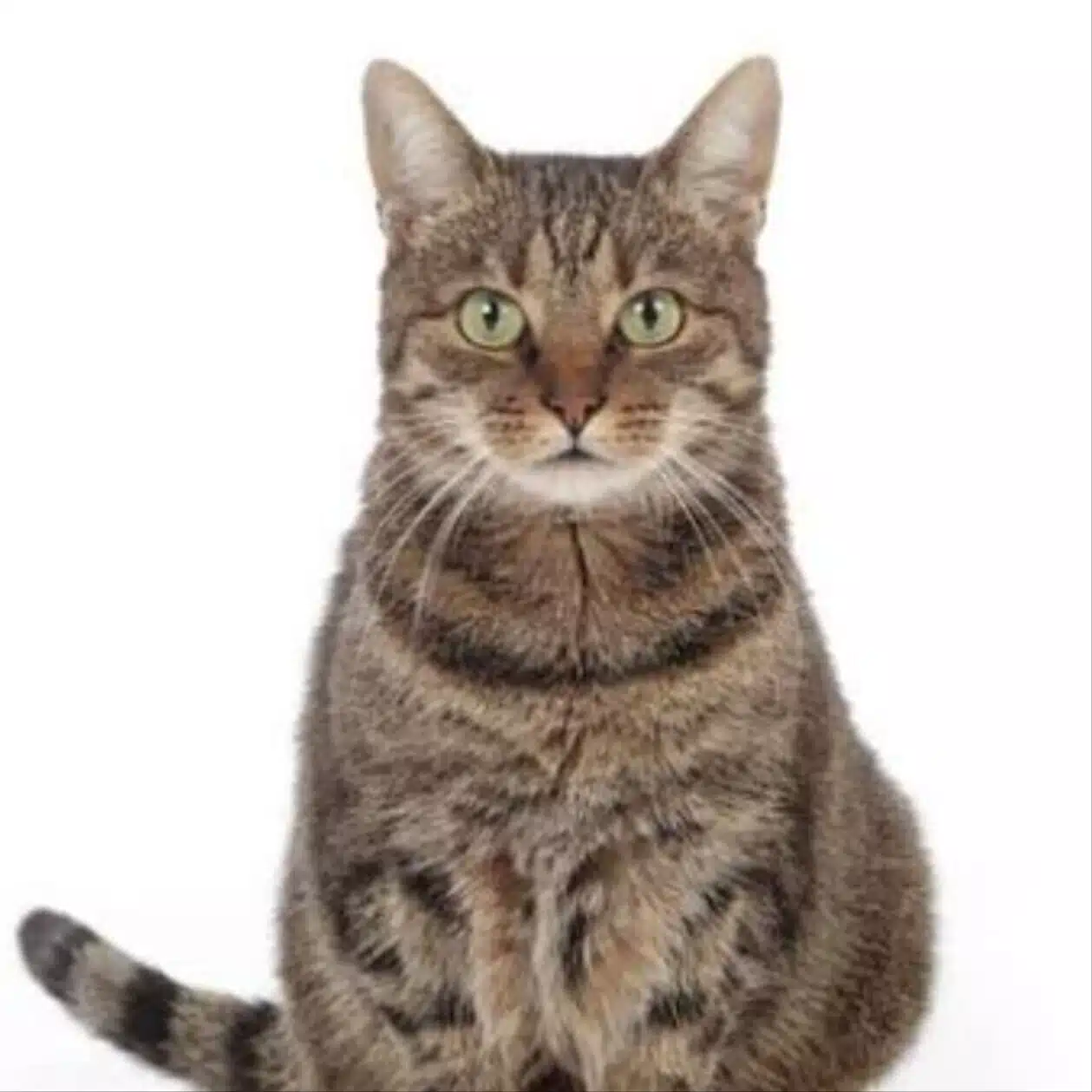 TaMa