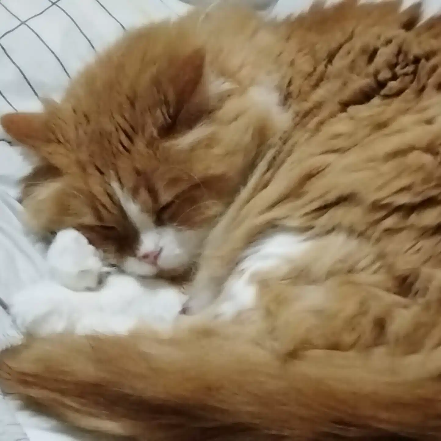midori