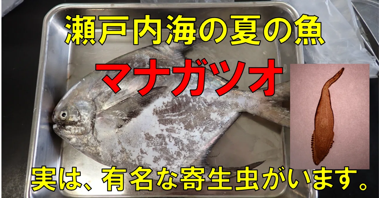 瀬戸内海の誇り！マナガツオ！｜さかなとムシの研究所
