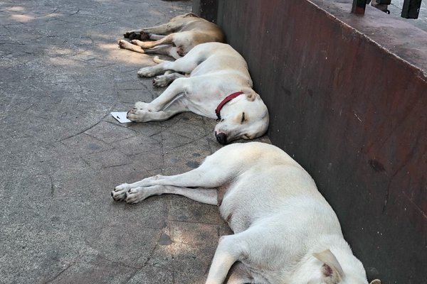 3匹の犬 の新着タグ記事一覧 Note つくる つながる とどける 3匹の犬 の新着タグ記事一覧 Note つくる つながる とどける