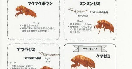 セミの抜け殻調査｜Makoto Okada