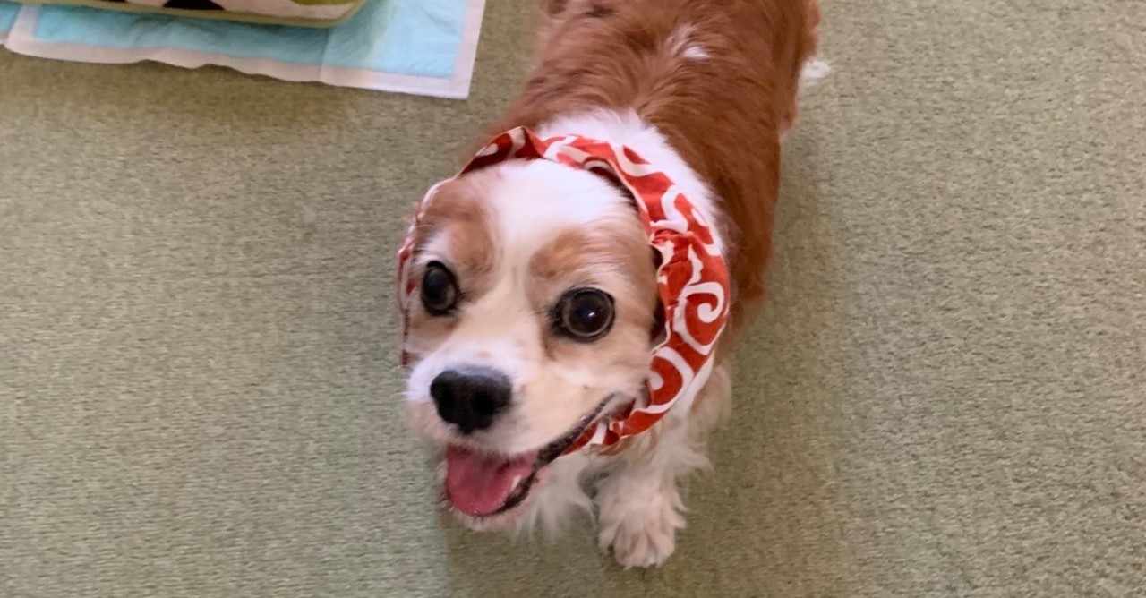 イメージカタログ ここへ到着する 犬 黄色い 泡 イメージカタログ ここへ到着する 犬 黄色い 泡