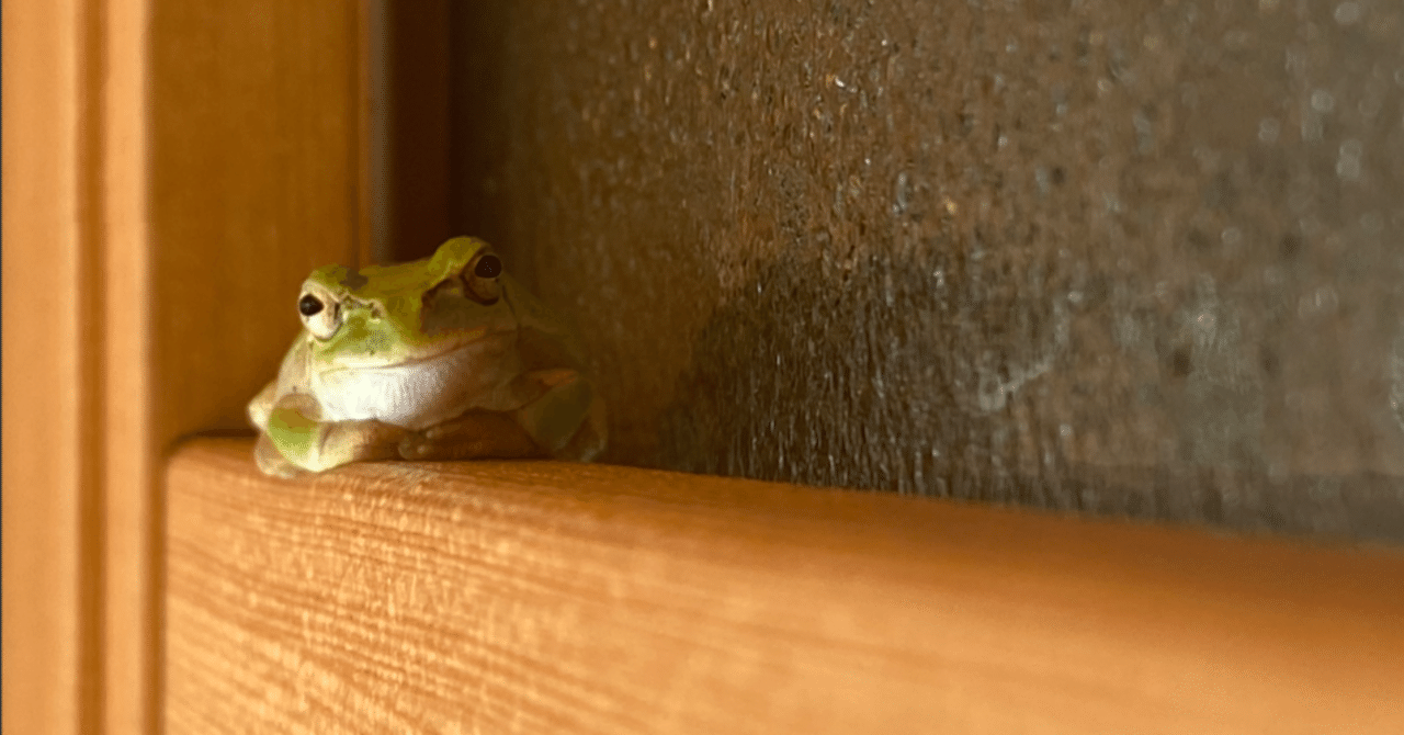 我が家の「かえるちゃん」｜三原市地域おこし協力隊 丹澤
