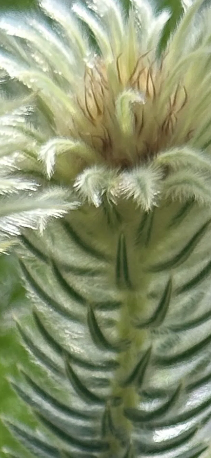 PHYLICA PUBESCENS｜EGGSEED