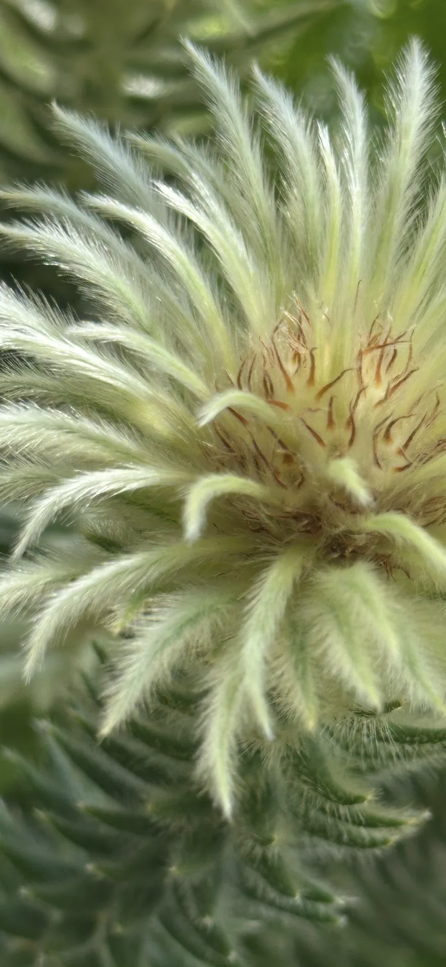 PHYLICA PUBESCENS｜EGGSEED
