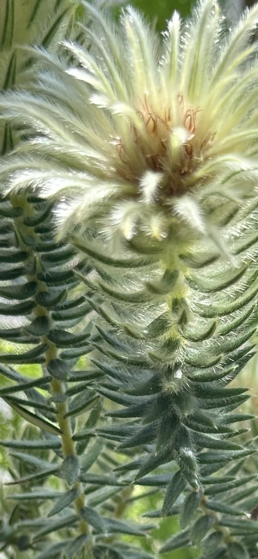 PHYLICA PUBESCENS｜EGGSEED