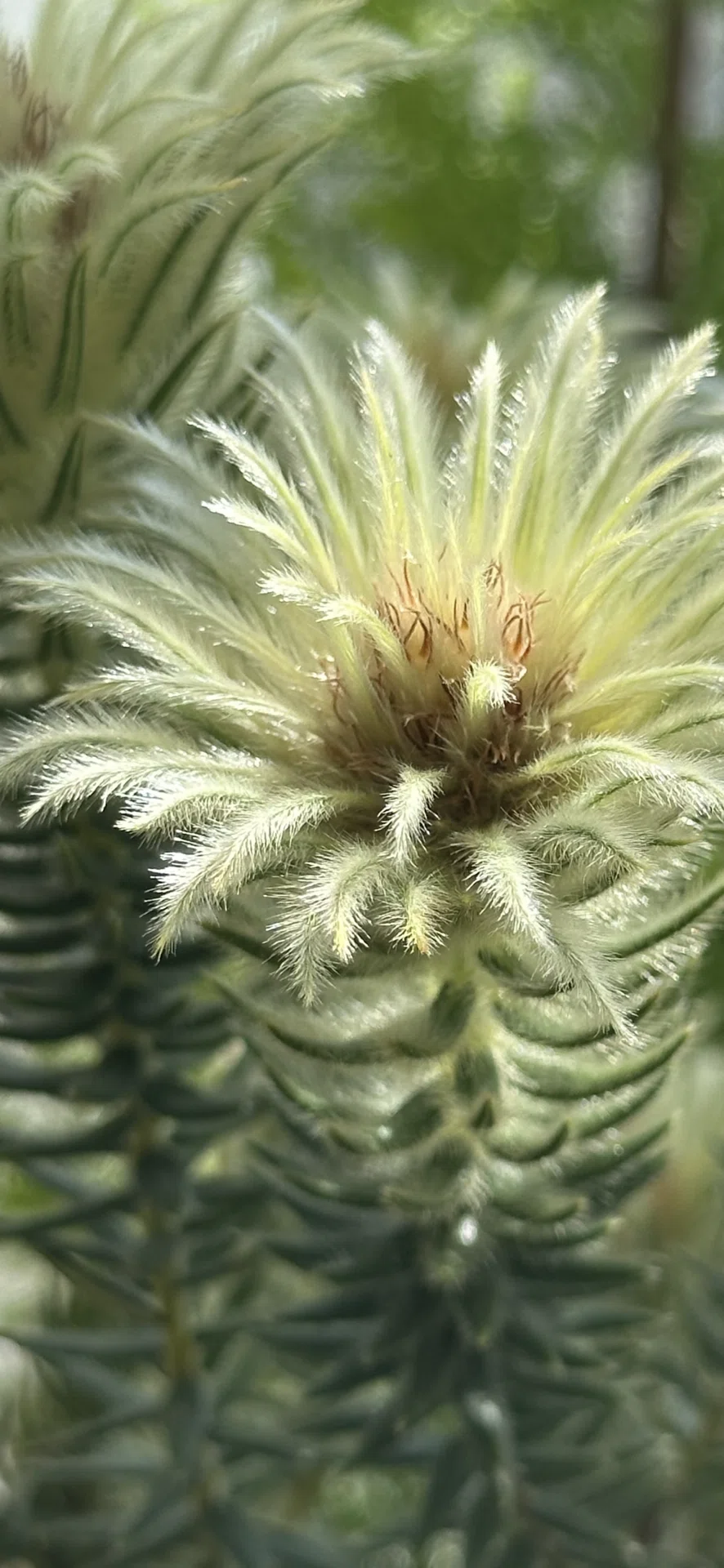 PHYLICA PUBESCENS｜EGGSEED