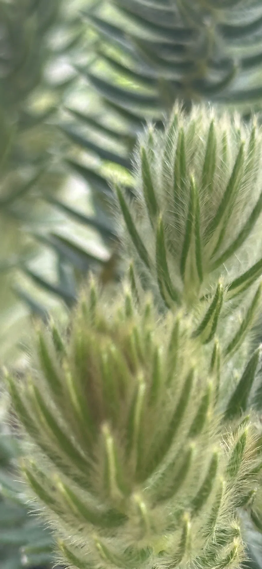 PHYLICA PUBESCENS｜EGGSEED