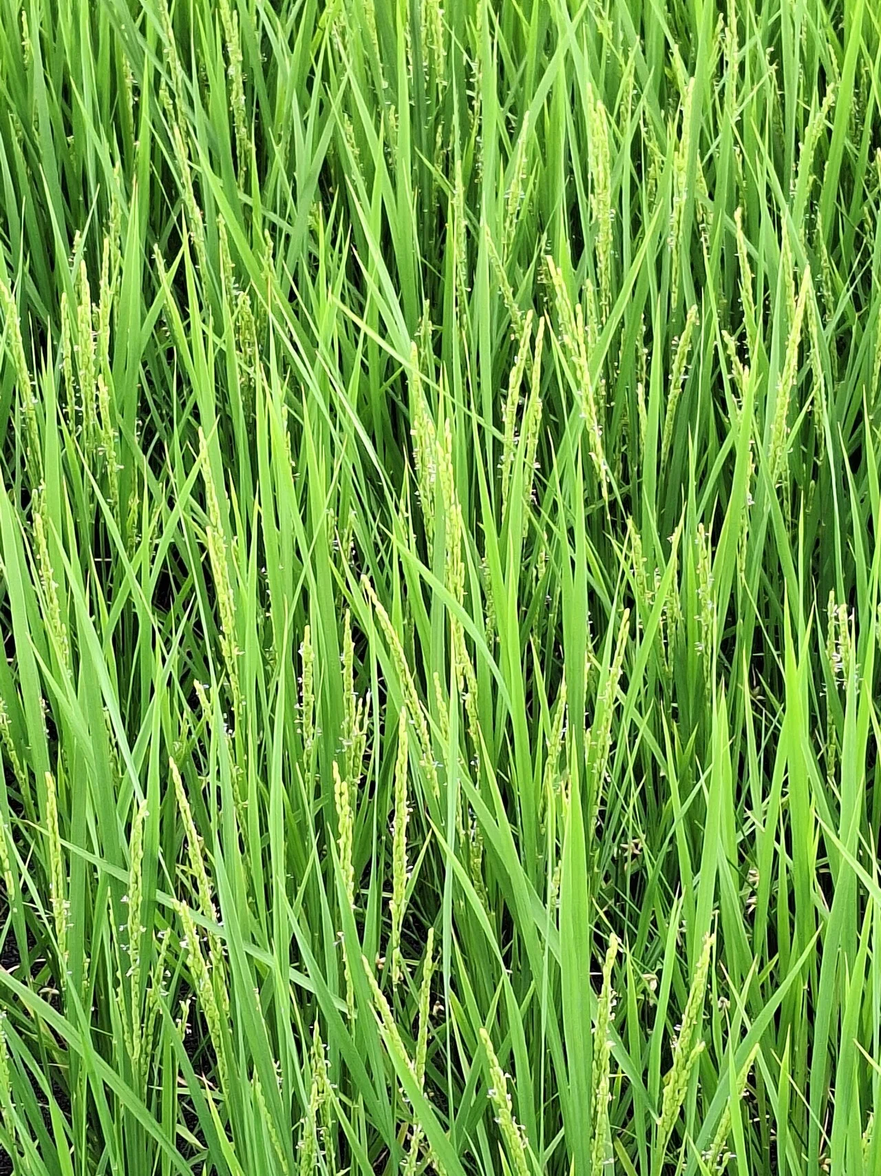 稲の花が咲いた🌾目立たないけどボソボソとついてるのが花。地味だけどアレルギーがすごい！花の時期、換気の出来ない部屋がある。アレルギーっ子の部屋 ...