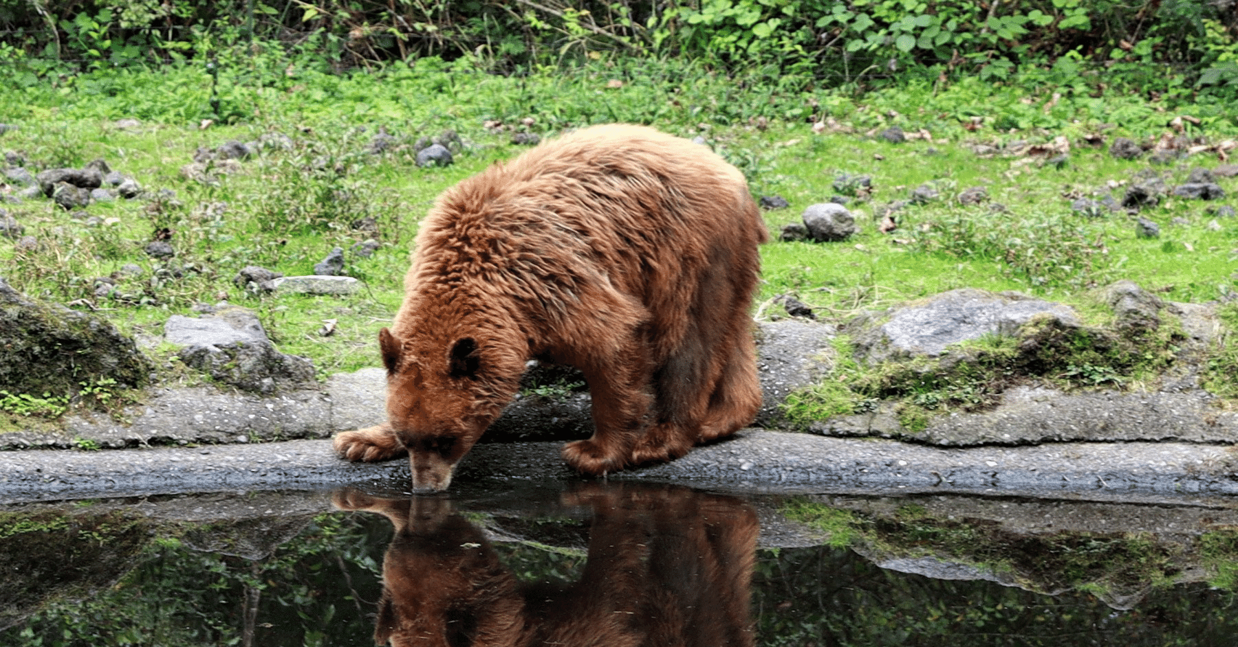 熊の場所』を知っていますか？ —逃げ出した私と向き合う私｜純度1%