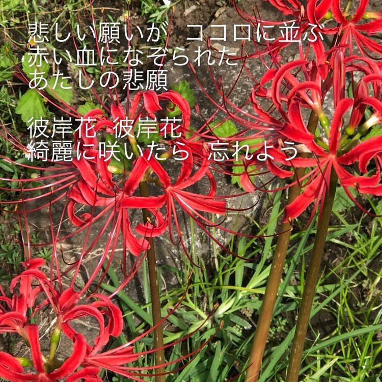 君に見せたい心風景 ポエム Yoko Blue Note