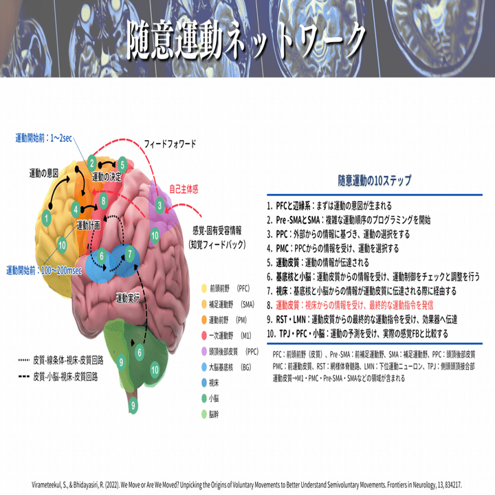皮質脊髄路（錐体路）の走行とMRI読影｜サギョウ先生