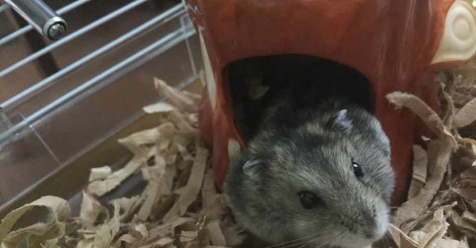 嫌な事があったら ハムスターのふわふわを思い出すんだよ みこと Note