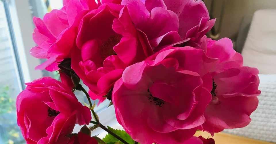 まさかの体調不良 はんちゃん Note