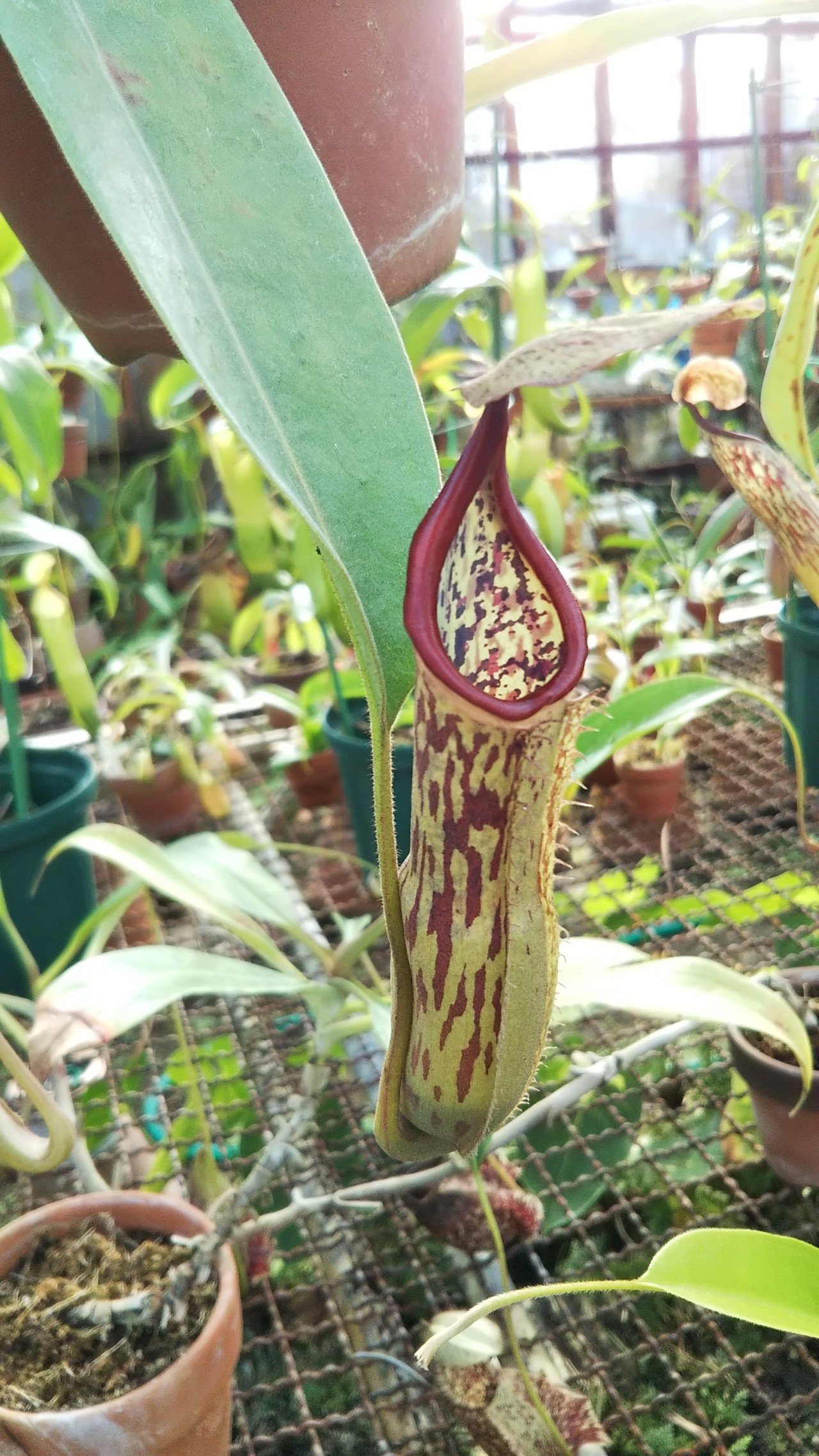 一正園レポート＃2｜ki-51