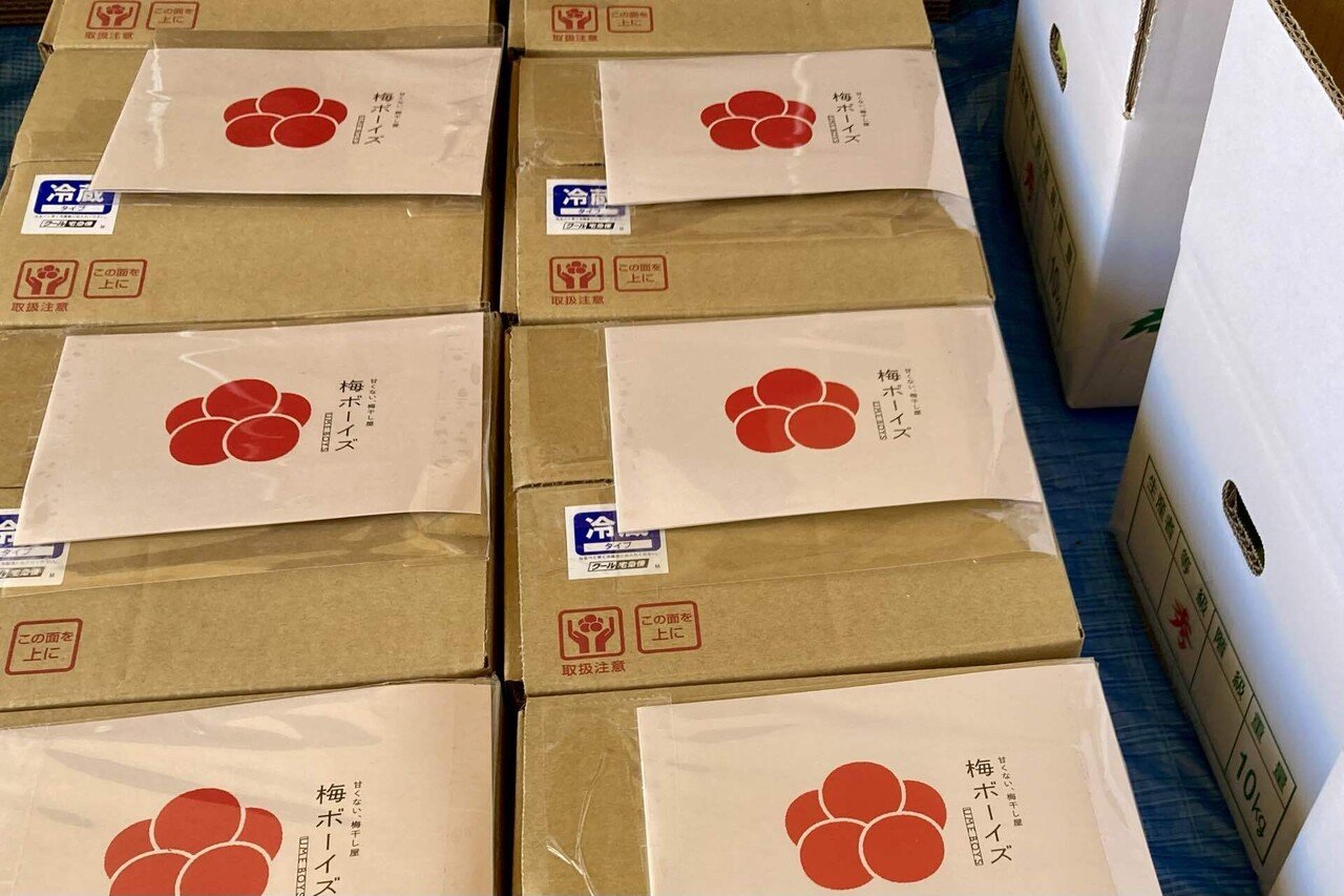 朝取り当日出荷 和歌山みなべ町産 南高梅 青梅 10kg 【公式通販】