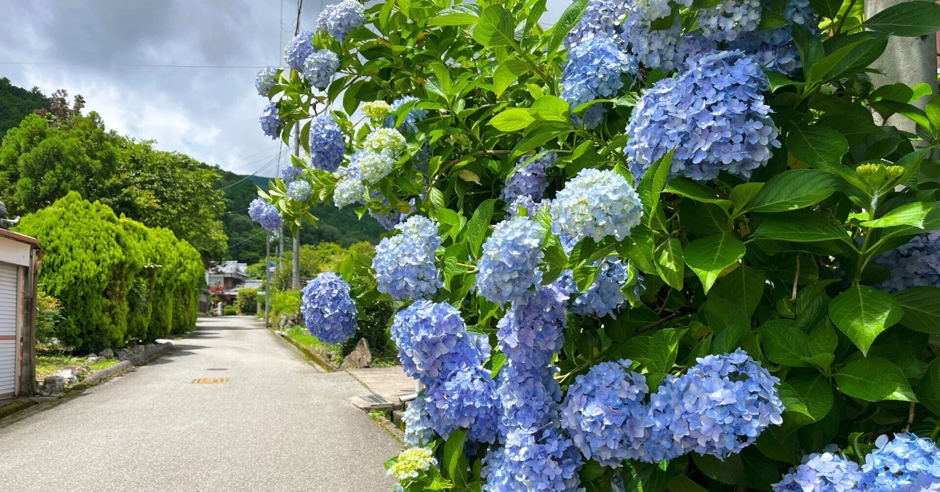 道端に咲く紫陽花まとめ2024 part2｜かぼちゃかべ
