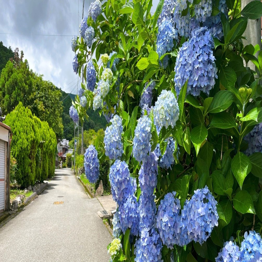 道端に咲く紫陽花まとめ2024 part2｜かぼちゃかべ