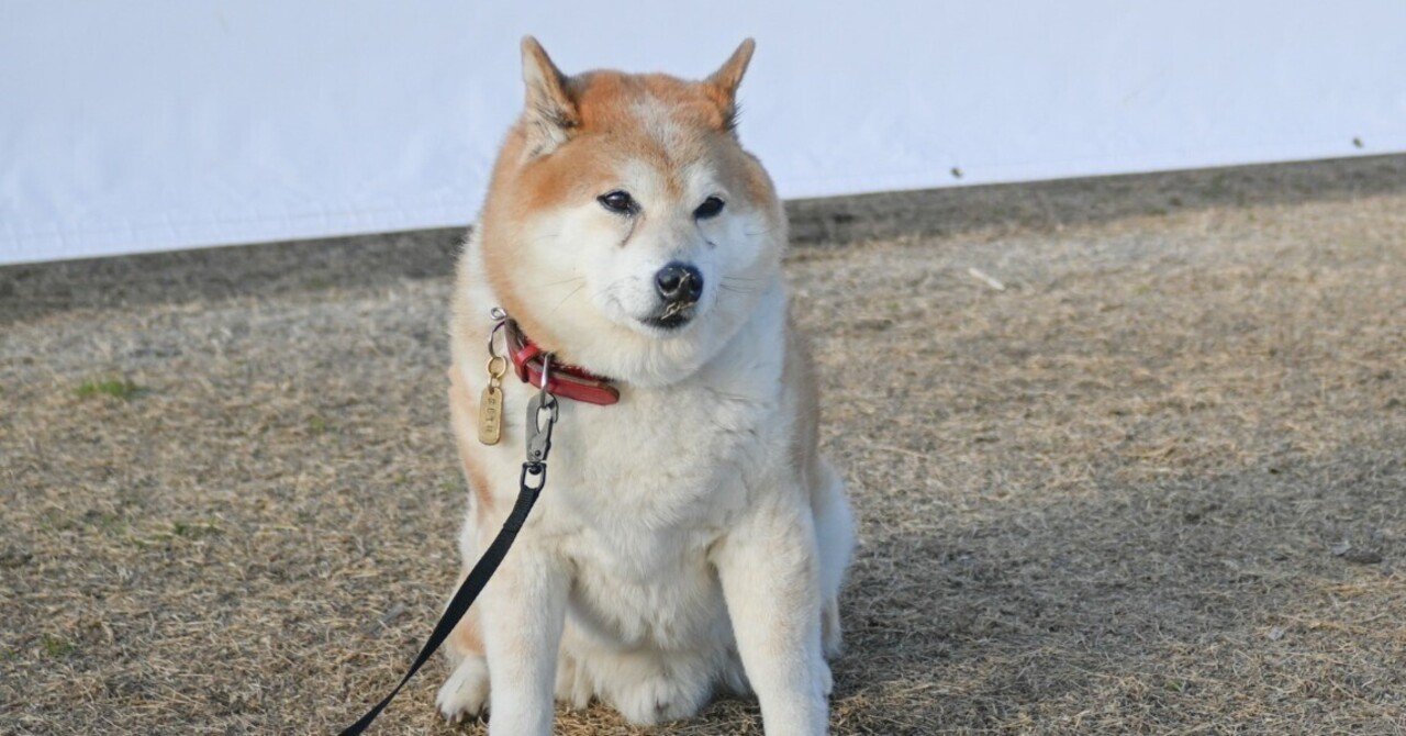 島根県益田市の柴犬の聖地｜Mai@柴犬のイラストを描くグラフィック