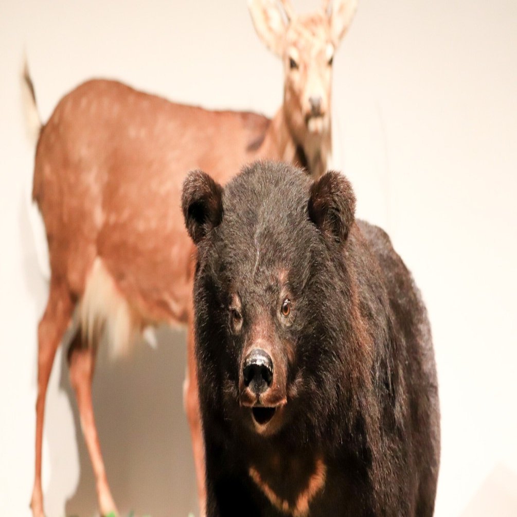 神戸にツキノワグマが現れる日、そのとき私たちはどうする？｜神戸市