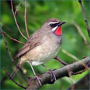 検索力 を鍛えるドリル 解答編 たらちね 草山 Note