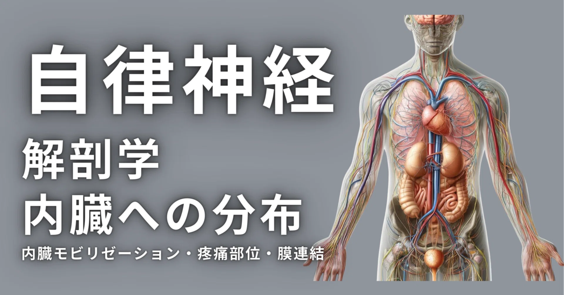 自律神経系の解剖学と内臓との関連性｜理学療法士による臨床のためのnote