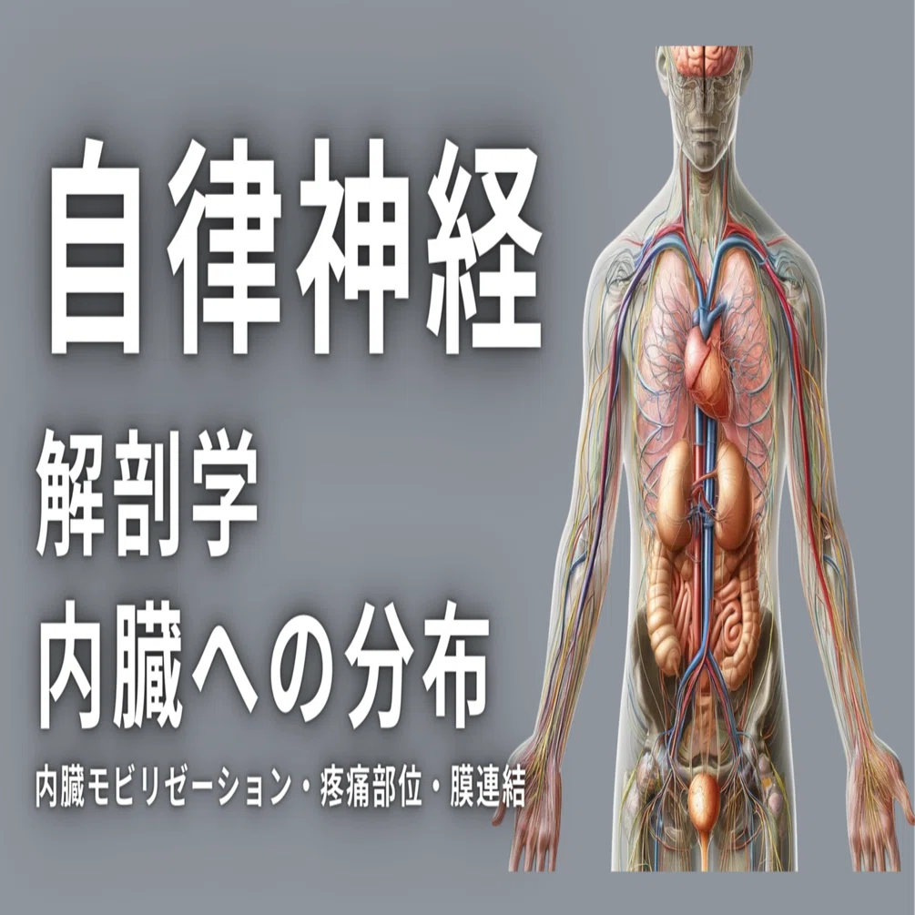 自律神経系の解剖学と内臓との関連性｜理学療法士による臨床のためのnote