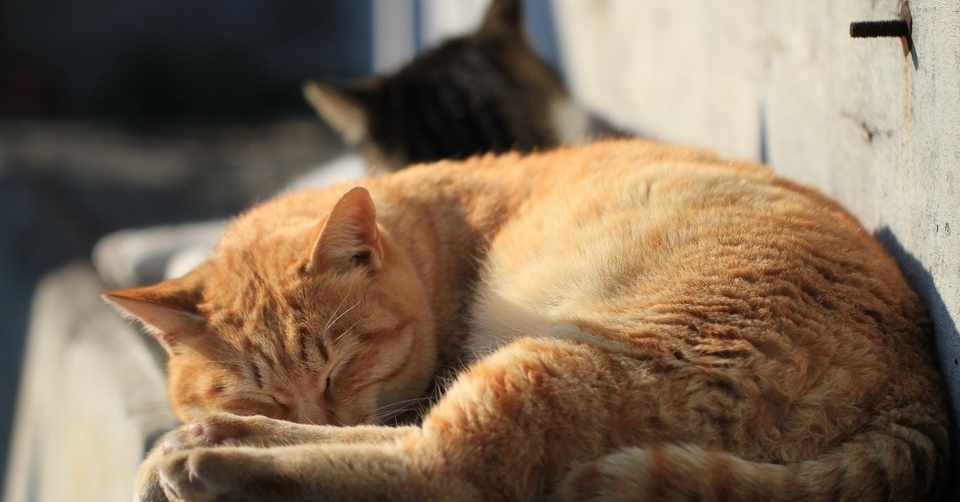 うちの猫 月波結 Note