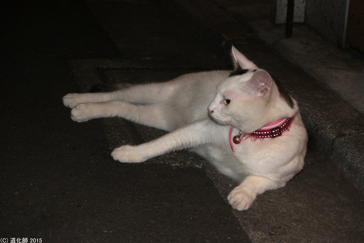 Stray cat 133 #cat #ねこ #ネコ #猫