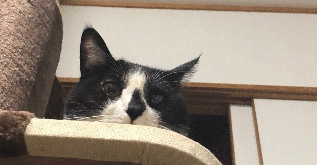 猫踏んじゃった せりちゃん Note