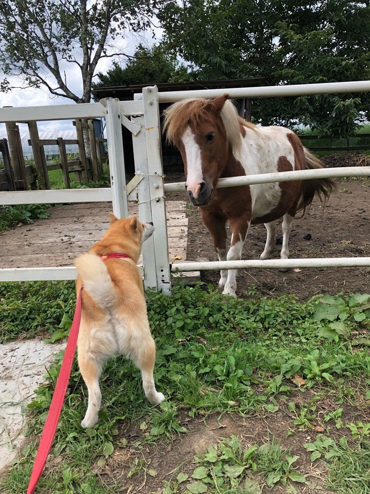 話す犬 の新着タグ記事一覧 Note つくる つながる とどける