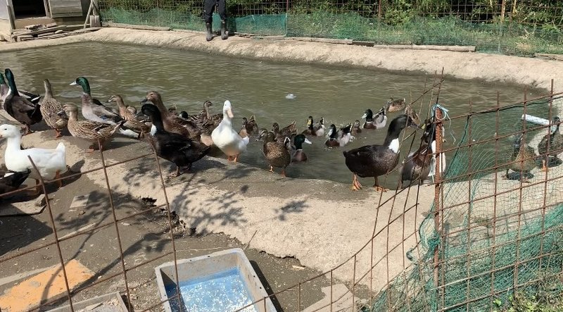 閲覧注意 スーパーの鶏肉じゃなく 屠殺 とさつ した鶏肉を食べたことで 改めて生産性について考えさせられた話 Tsuzuku98 Note