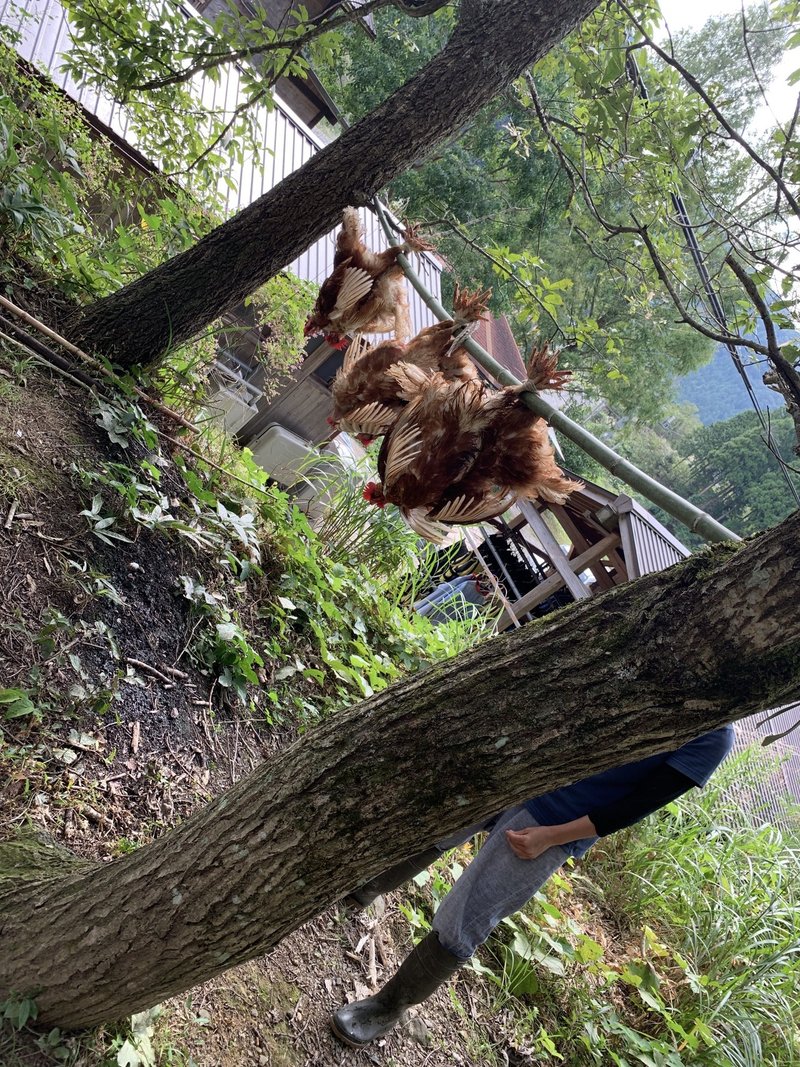 閲覧注意 スーパーの鶏肉じゃなく 屠殺 とさつ した鶏肉を食べたことで 改めて生産性について考えさせられた話 Tsuzuku98 Note