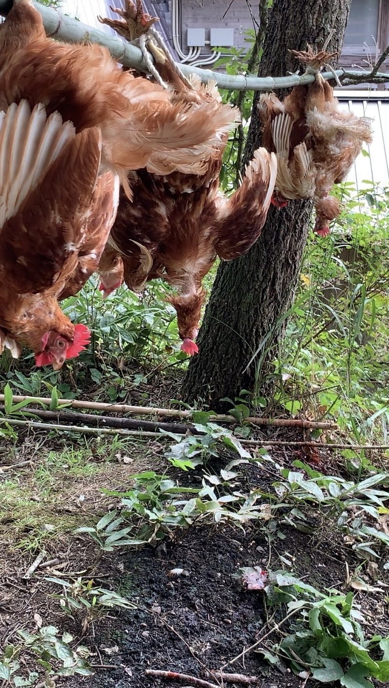 閲覧注意 スーパーの鶏肉じゃなく 屠殺 とさつ した鶏肉を食べたことで 改めて生産性について考えさせられた話 Tsuzuku98 Note