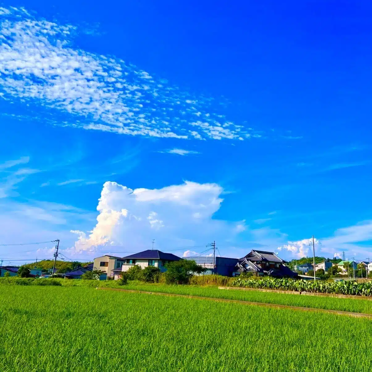 tumugi