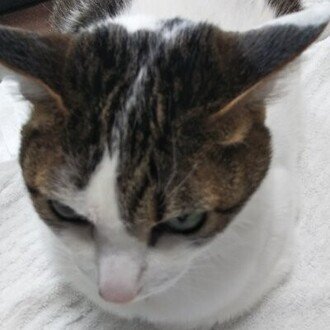 伊東麻紀＠新刊『根の島』発売中