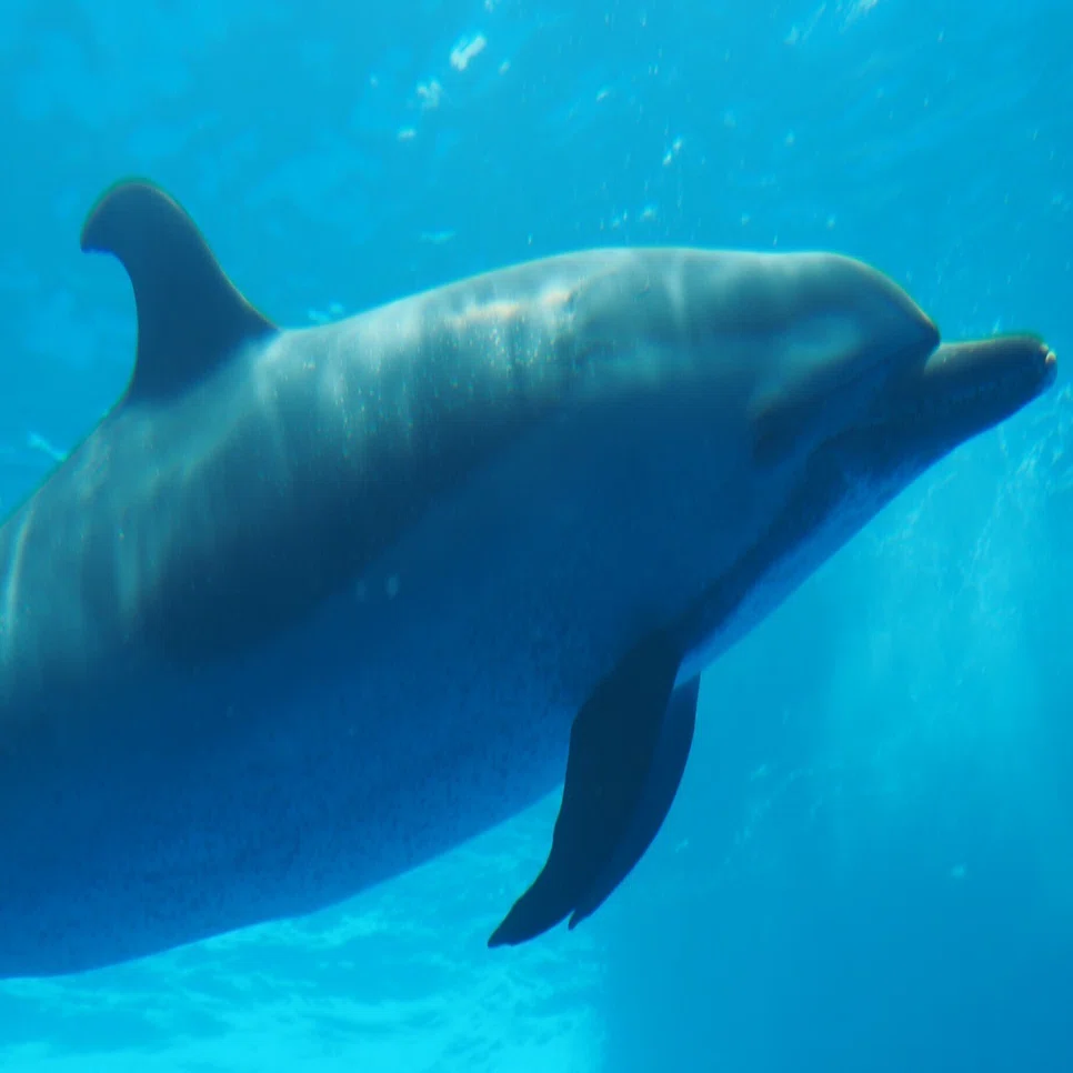 マダライルカ図鑑 Pantropical Spotted Dolphin｜M_ayumi